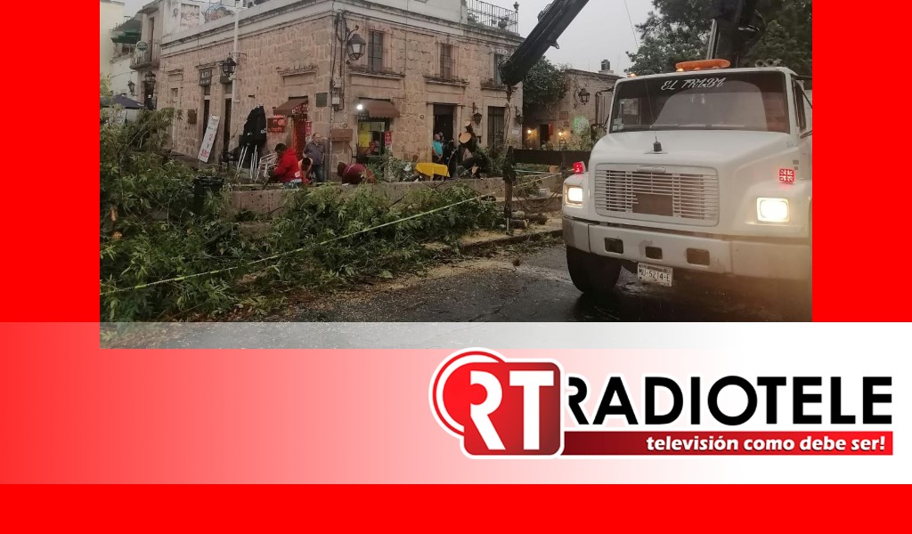 Gobierno de Morelia atiende el reporte de caída de árbol en el Centro