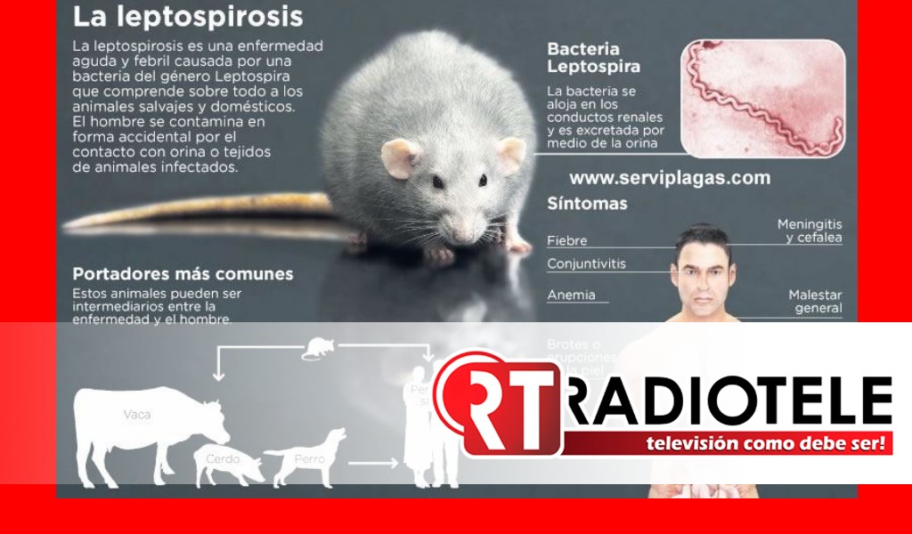 ¿Sabías que la leptospirosis te puede afectar a ti y a tu mascota?