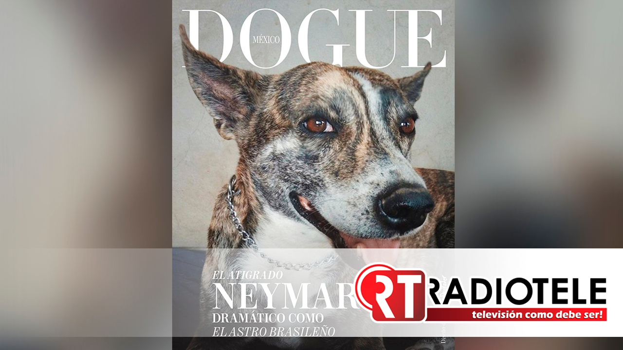 Dogue México, perritos simulan ser estrellas de revista para adopción