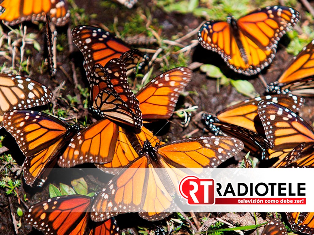 Inicia la llegada de mariposas monarca a Michoacán