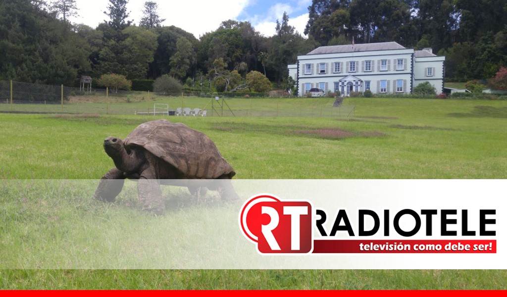 Conoce a Jonathan, de 190 años, la tortuga más vieja del mundo