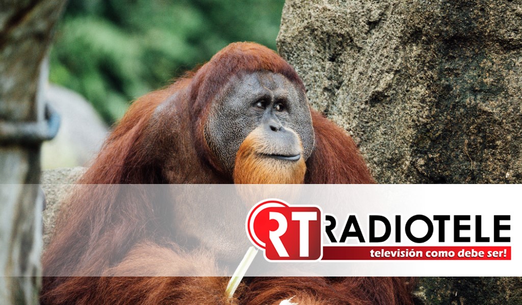 Los orangutanes podrían estar cerca de ‘inventar’ herramientas de piedra