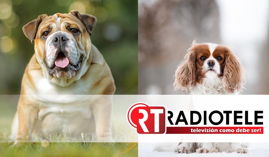 Noruega prohíbe cría del bulldog inglés y el Cavalier King Charles Spaniel por incumplir ley que protege los animales