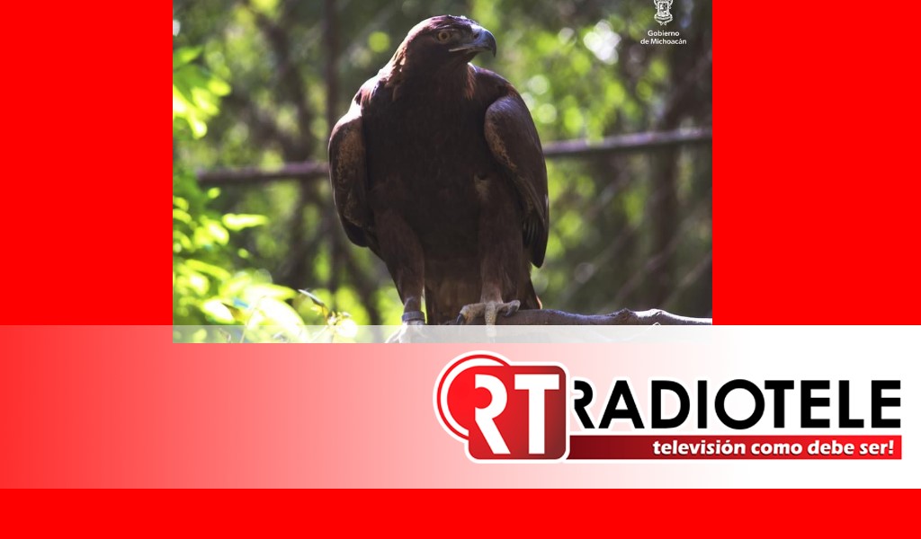 Invita Zoológico de Morelia a conocer ejemplares de Águila Real
