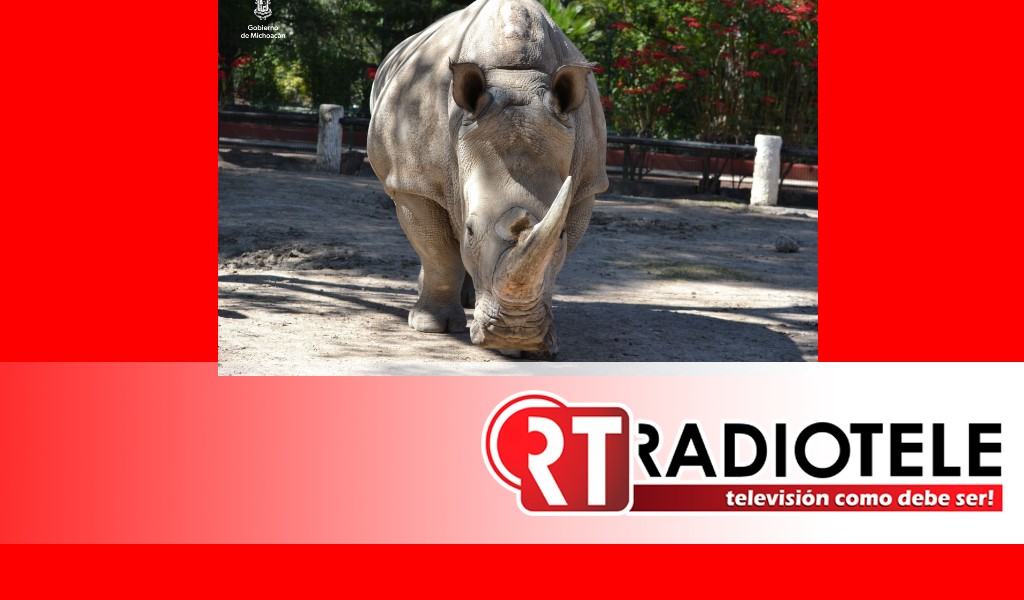 Zoológico de Morelia invita a conocer a Zenaida, ejemplar de  rinoceronte blanco