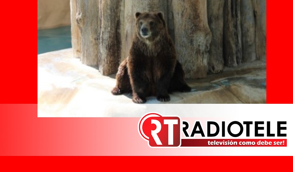 Invita Zoológico de Morelia a conocer sus tres especies de osos