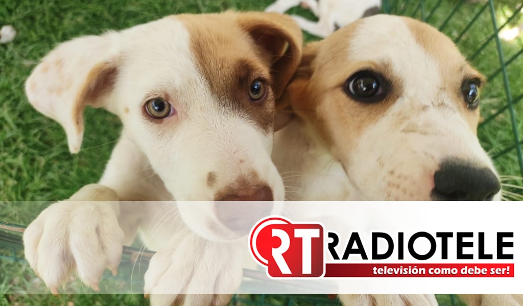 Centro de Atención Animal realizó con éxito Feria de la Adopción Canina y Felina