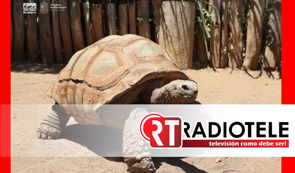 En el Día Mundial de las Tortugas, el Zoológico de Morelia invita a conocer sus 11 especies