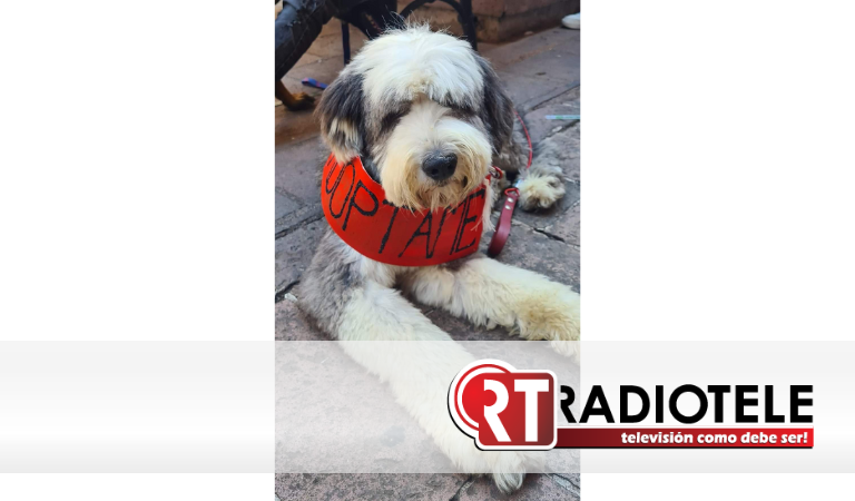 Con Caravana Canina CAA de Morelia promueve adopción de perros
