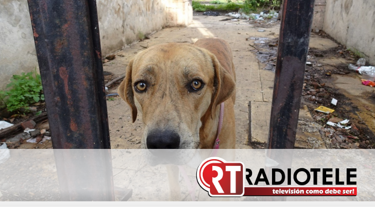 Tras reporte, instruye Alfonso Martínez rescate de canino abandonado en predio baldío