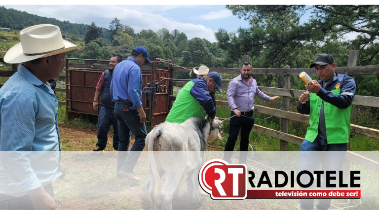 SADERMA realiza jornadas de vacunación en bovinos en zona rural de Morelia