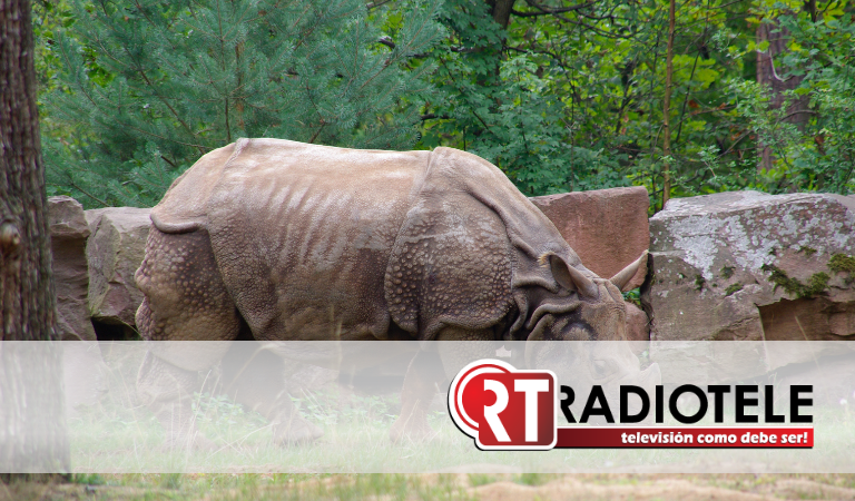Estaban demasiado cerca: rinoceronte ataca a grupo de turistas