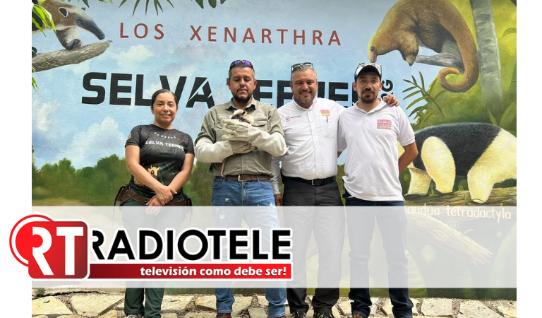 Oso hormiguero rescatado en Lázaro Cárdenas volverá a su hábitat natural