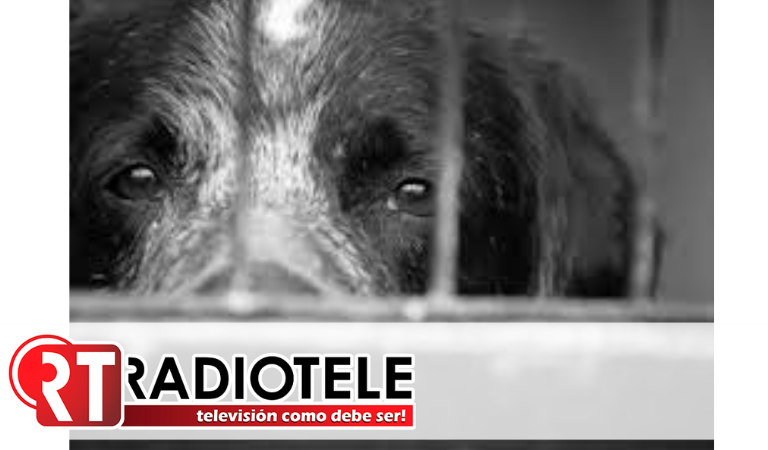 Siete de cada 10 mascotas en México sufren maltrato, señala estudio del IBD