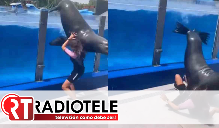 Casi la aplasta: león marino de 150 kilos cae sobre entrenadora durante un show en acuario de España