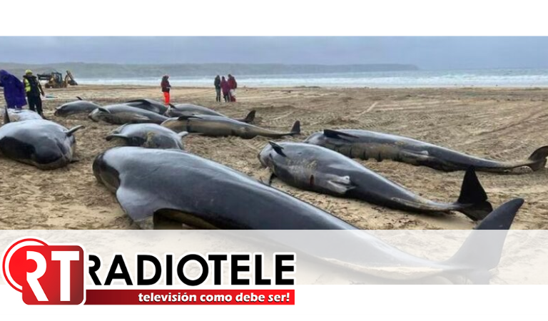Continúa rescate de ballenas varadas en playa de Australia; van 51 muertas