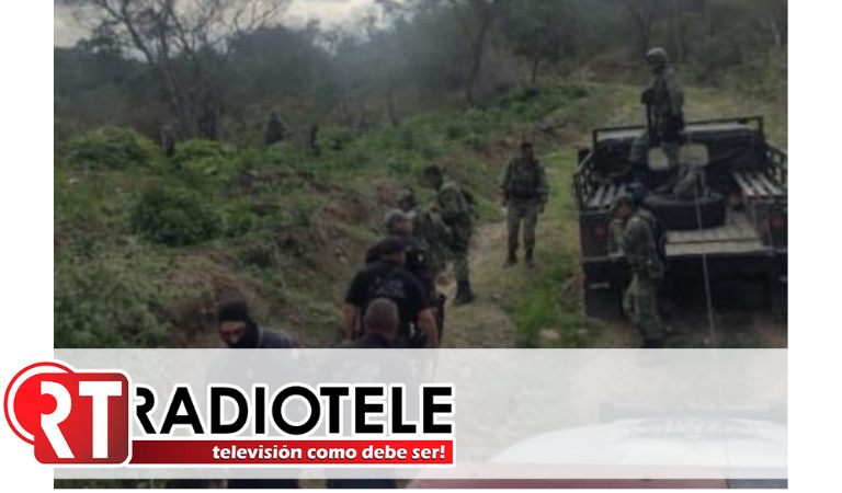En Madero, GC y Ejército localizan y destruyen plantío de marihuana