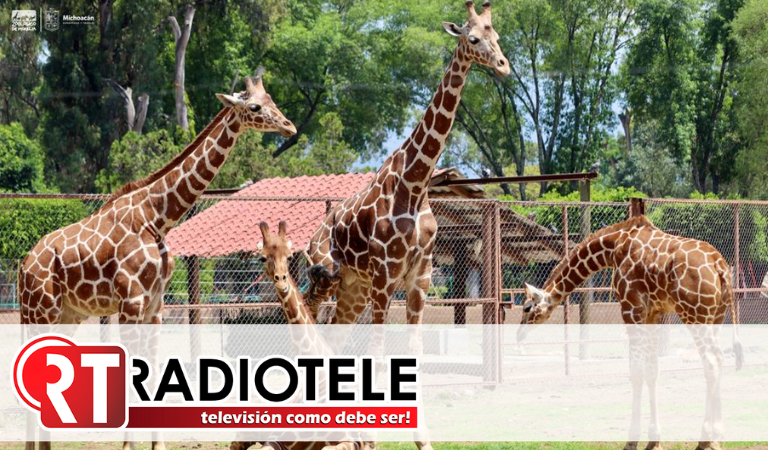 Muñeca, la nueva líder de la manada de jirafas del Zoológico de Morelia