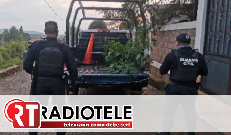 En Lagunillas; Guardia Civil asegura y destruye plantas de marihuana sembradas en inmueble abandonado