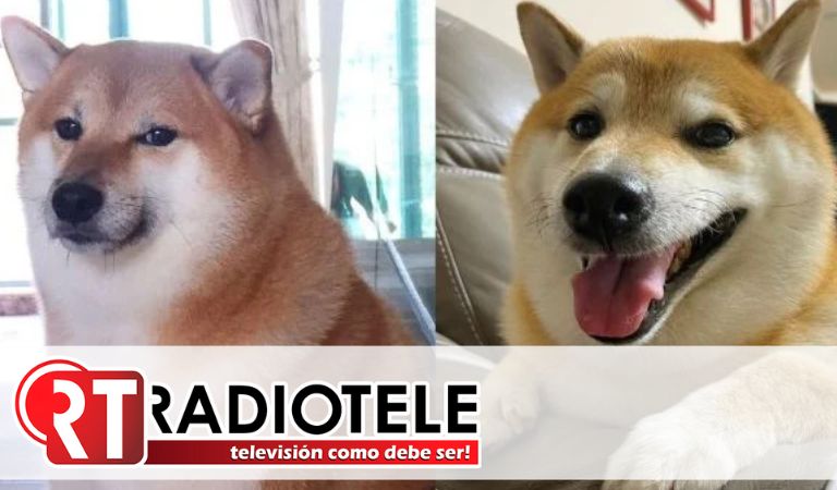 Murió ‘Cheems’, el perrito más viral de internet; así le dieron su último adiós