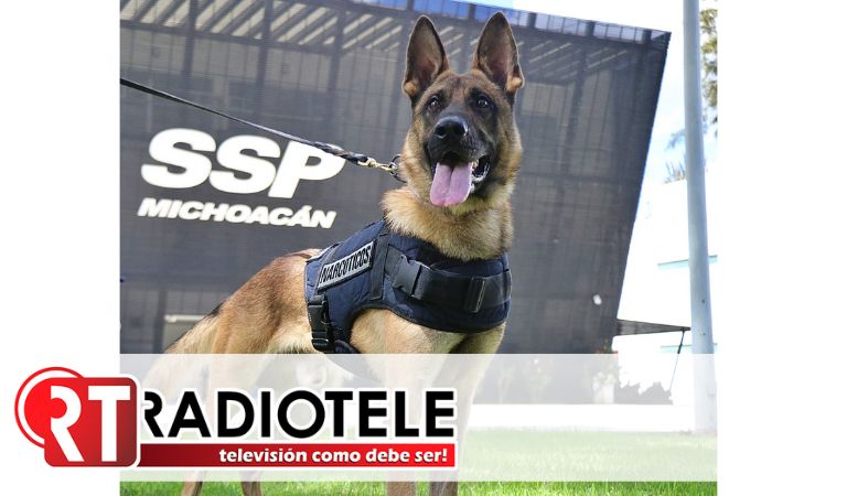 Desde Hungría: Ciki y Diego, caninos detectores de narcóticos, se suman a la operatividad de la Guardia Civil Michoacán