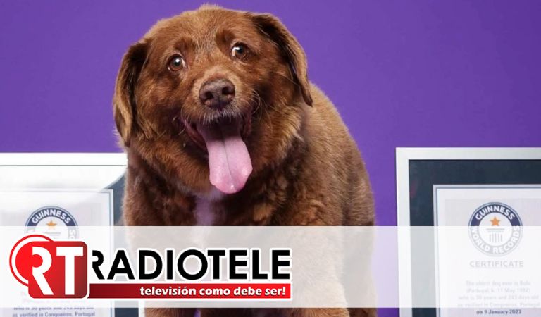 Murió Bobi, el perro más longevo del mundo