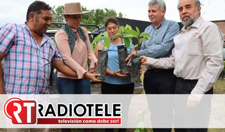 Sader impulsa producción de cacao en Nuevo Urecho  