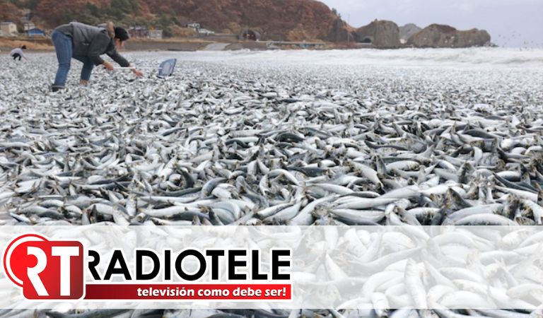 Hallan miles de sardinas muertas en costas de Japón