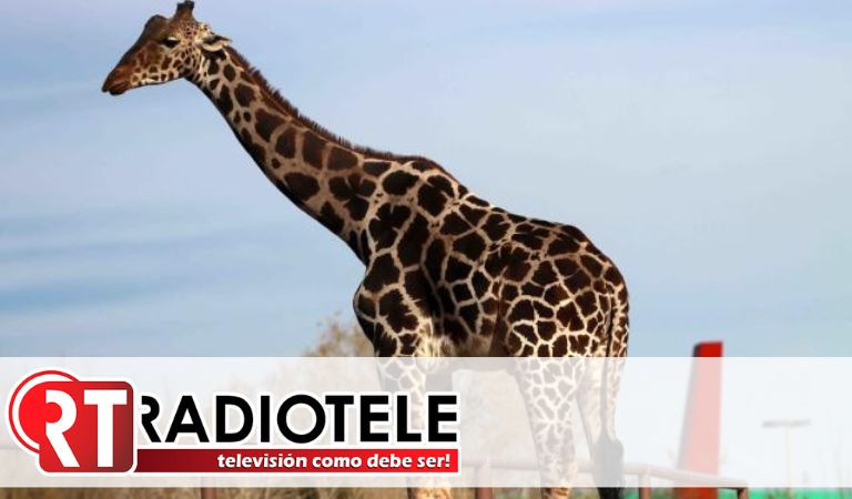 Jirafa Benito inicia viaje de 50 horas rumbo a Africam Safari en Puebla