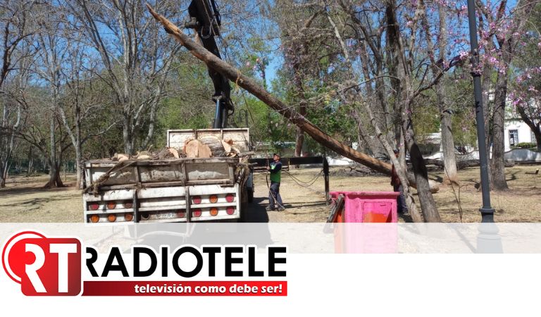 En tareas preventivas, Gobierno Municipal poda árboles secos en Bosque Cuauhtémoc