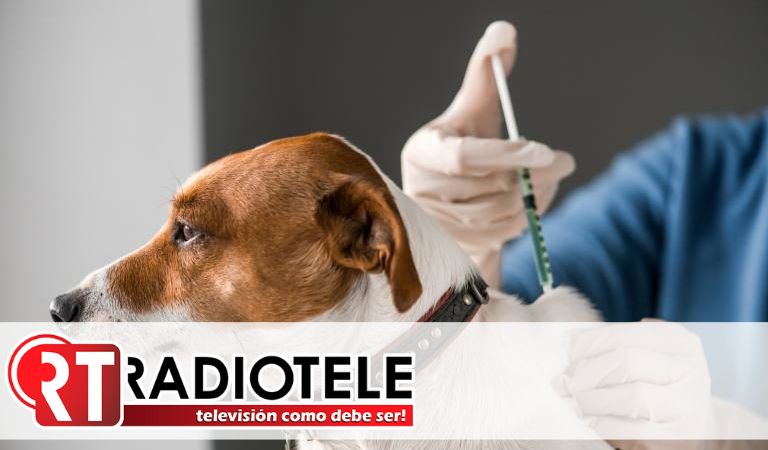 Día Mundial de la Vacunación Animal: Un compromiso por la salud de tus mascotas