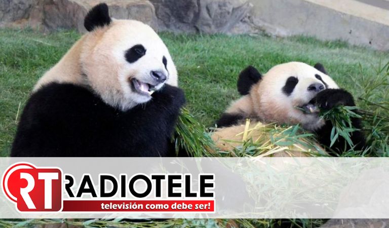 Últimos pandas gigantes que viven en EU regresarán a China