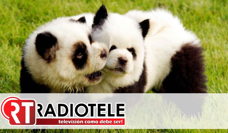 Zoológico en China que pinta perros para que parezcan pandas