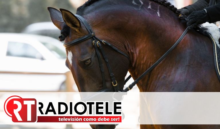 70 caballos mueren en incendio en establo de Francia