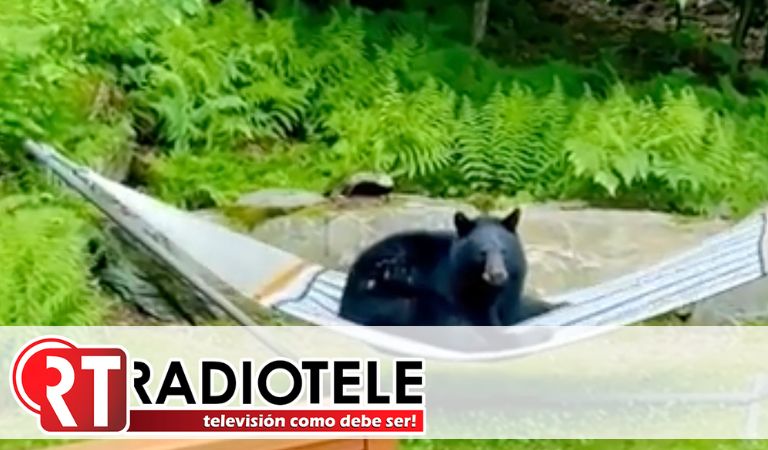 Captan a oso tomando un descanso en hamaca de una vivienda en EU