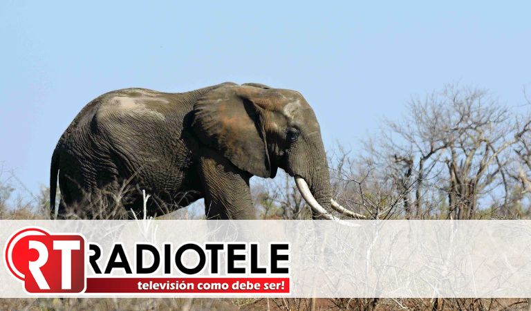 Muere turista estadounidense atacada por un elefante en Zambia