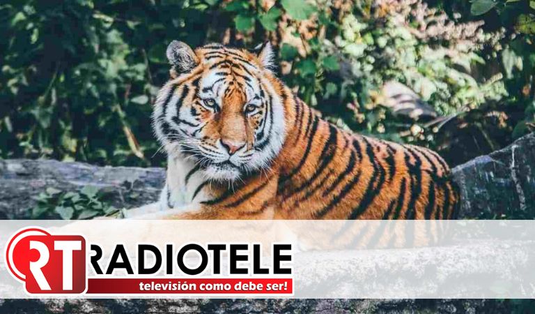 Mujer salta valla de zoológico para tocar a un tigre de Bengala