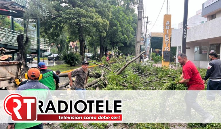 Retira en tiempo récord ayuntamiento árboles caídos por lluvias