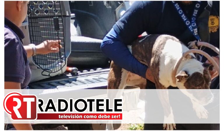 En cateo, rescata FGE a un perro víctima de maltrato animal en Morelia