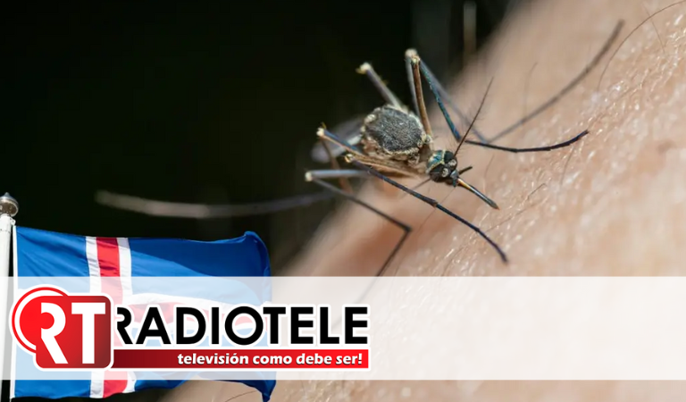 Islandia registra por primera vez la presencia de mosquitos en su entorno natural