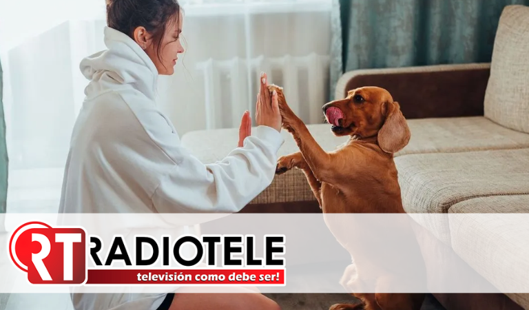 ¿Pueden sentir los animales? La ciencia propone una hoja de ruta para entender su conciencia