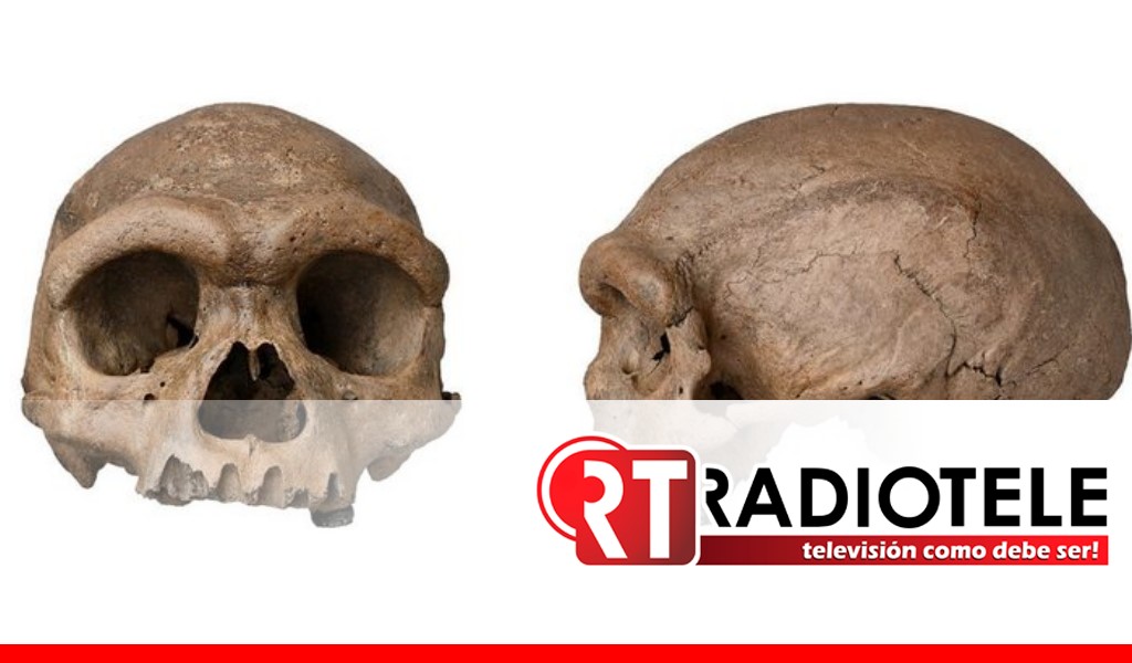 Científicos chinos encuentran cráneo del “hombre dragón” nueva especie hermana del Homo sapiens