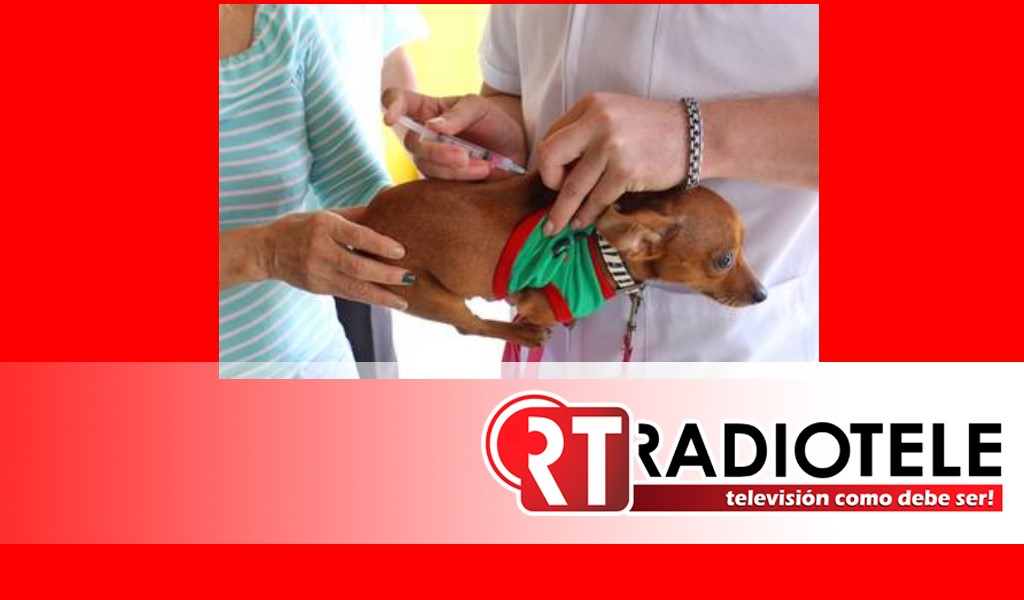Arranca jornada de vacunación antirrábica canina y felina en Tarímbaro