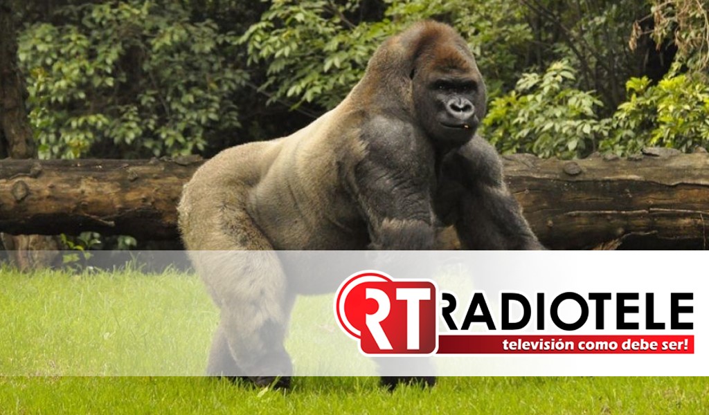 Se detectan gorilas con COVID-19 en el zoológico de Atlanta