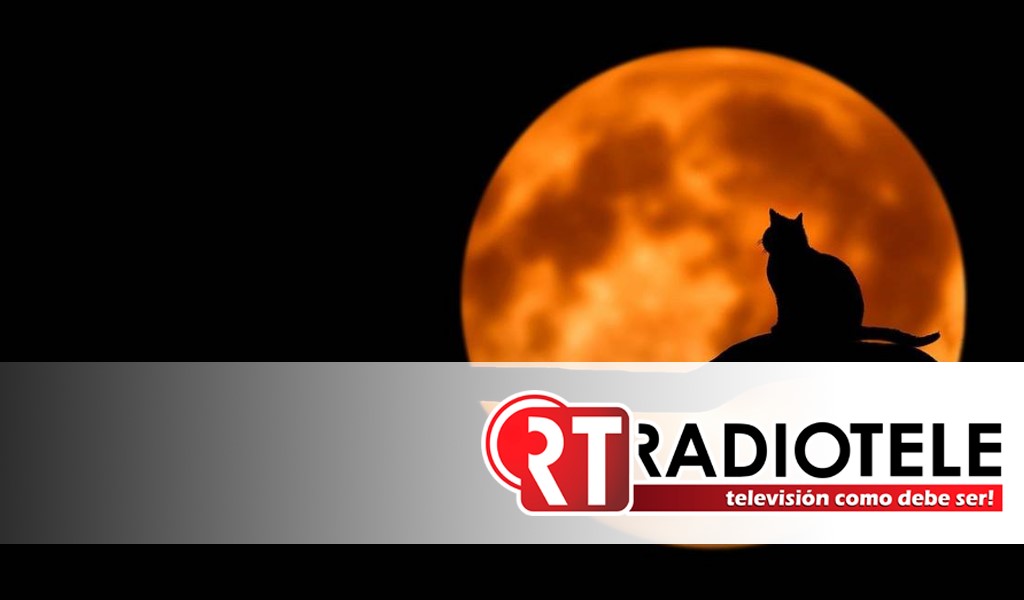 Suspenden adopción de gatos en Cd. Juárez por rituales de Halloween