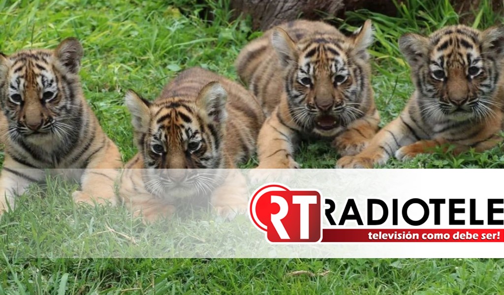 Nacen en México 4 tigres de Bengala, especie en peligro de extinción
