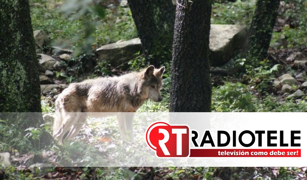 Buscan con drones y perros a un lobo que escapó en el Edomex