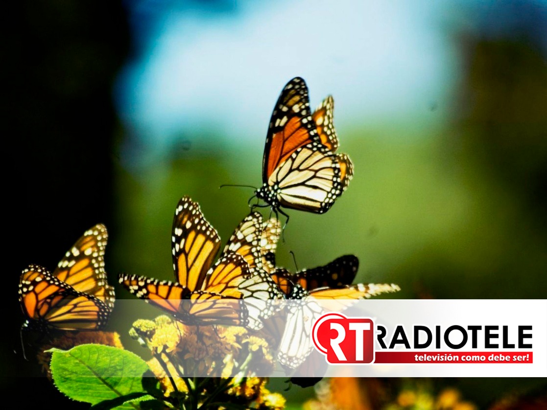 SSP de Michoacán vigila santuarios de mariposa monarca
