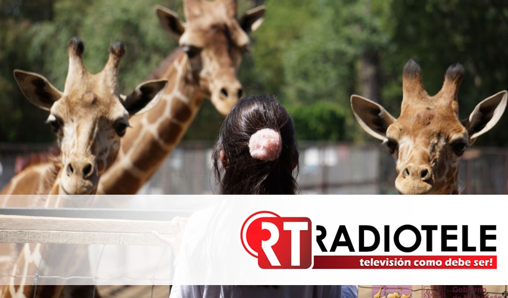 Zoológico de Morelia invita a participar en la atracción “Contando Manchas”