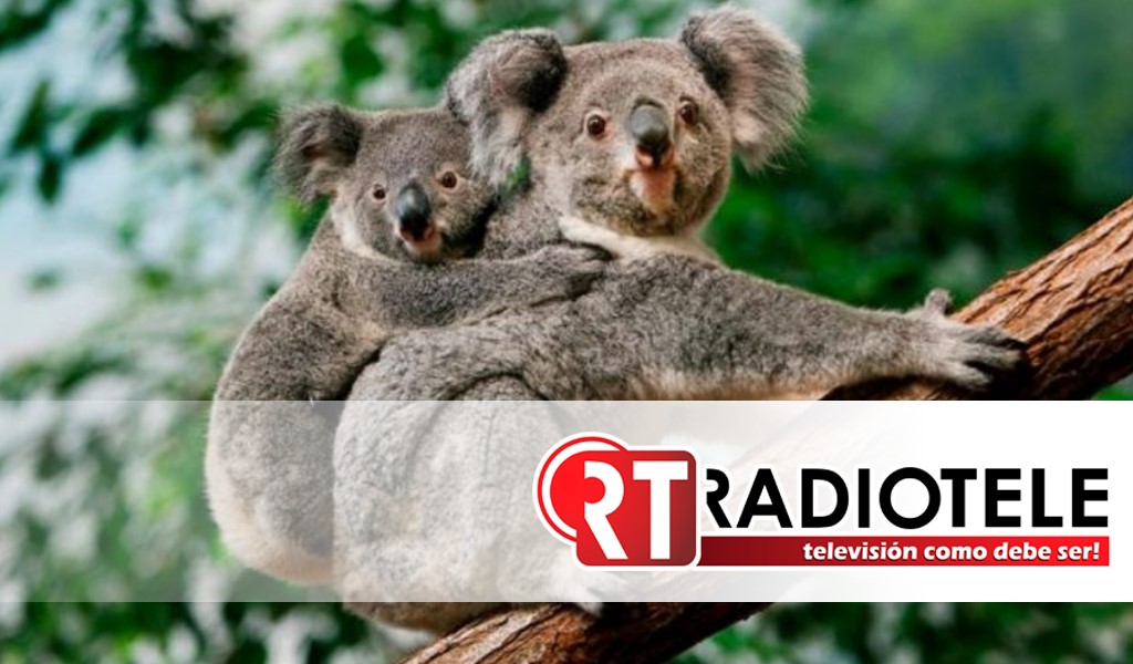 Australia incluye a los koalas en la lista de especie en peligro en tres regiones de ese país